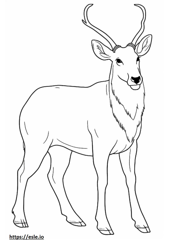 Waterbuck cute coloring page