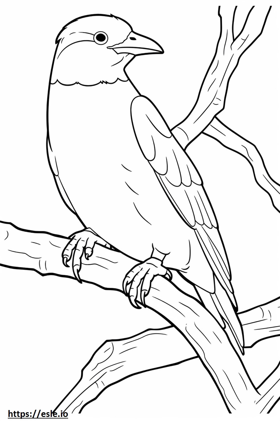 Nuthatch full body coloring page