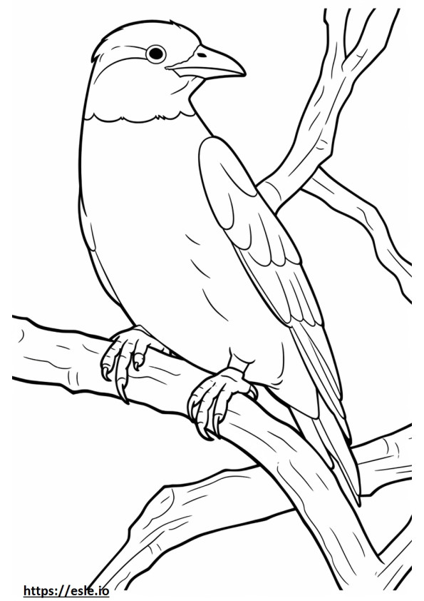 Nuthatch full body coloring page