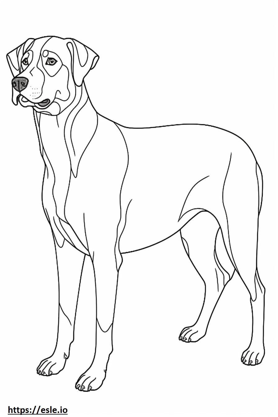 Entlebucher Mountain Dog de corpo inteiro para colorir