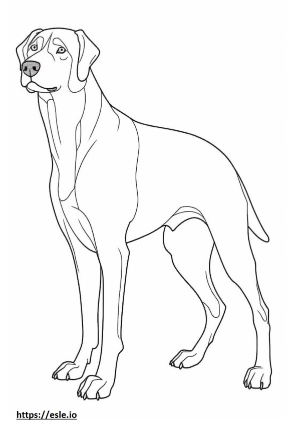 Entlebucher Mountain Dog full body coloring page