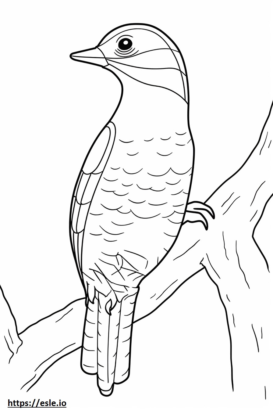 Yellow Bellied Sapsucker cute coloring page