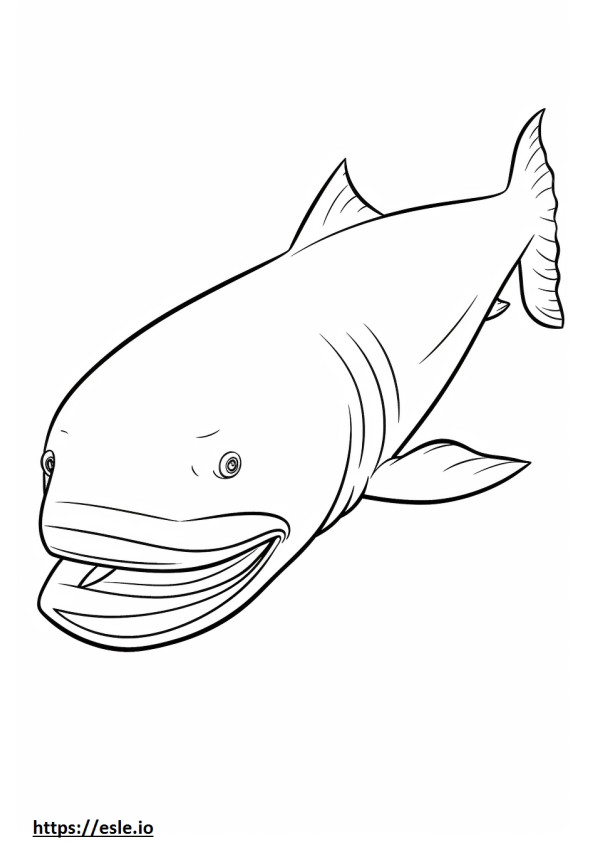 Megamouth Shark întreg corp de colorat
