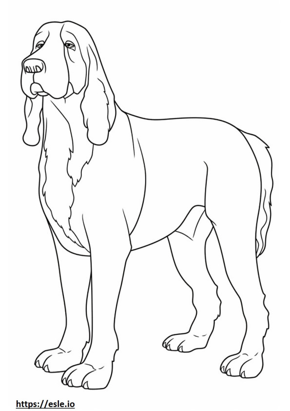 Petit Basset Griffon Vendéen corpo intero 3