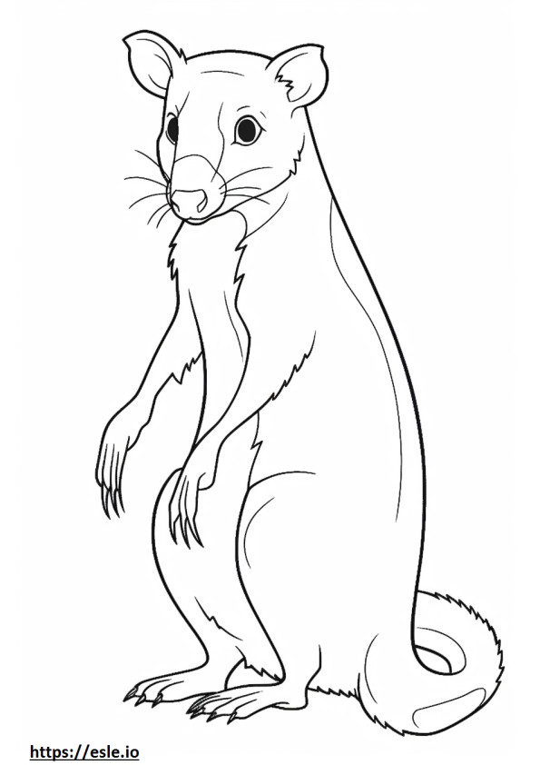 Possum teljes test szinező