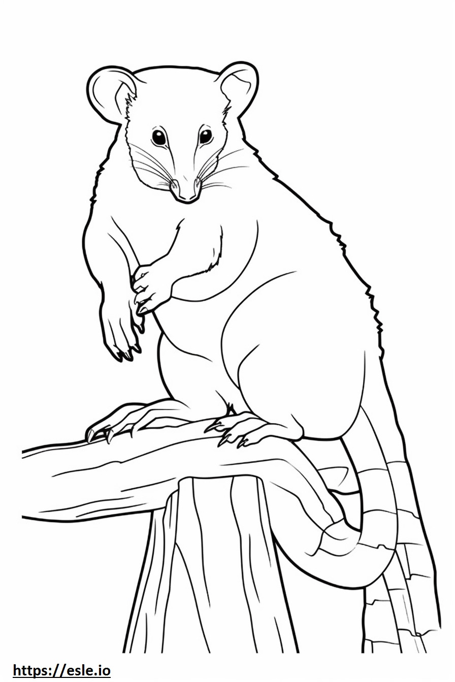 Possum teljes test szinező
