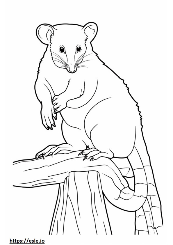 Possum full body coloring page
