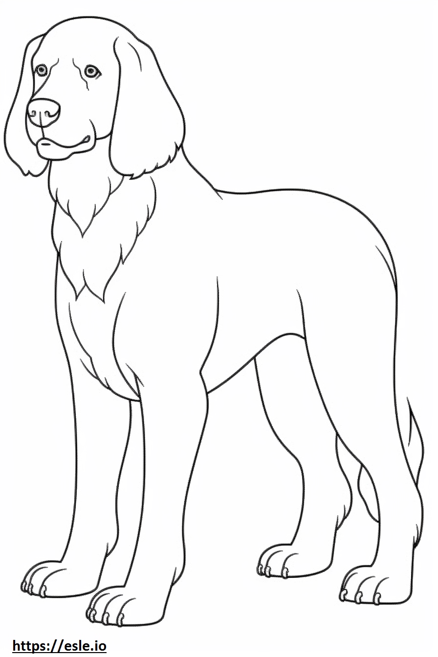 Cocker Spaniel full body coloring page