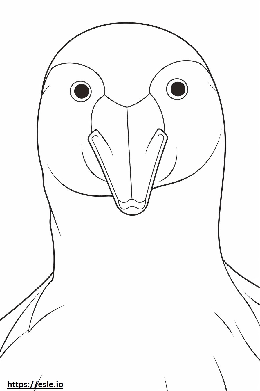 Eider face coloring page