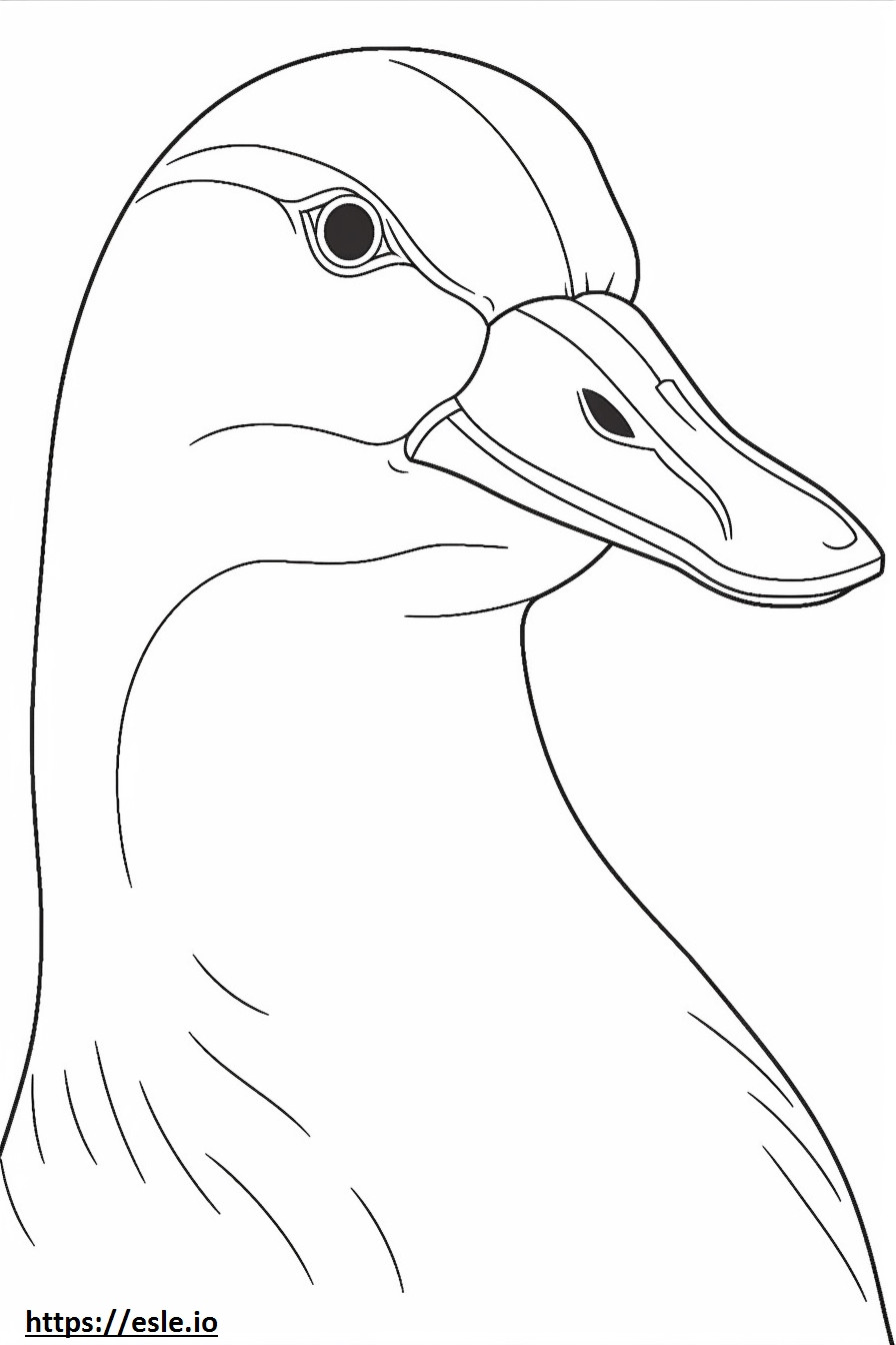 Eider face coloring page