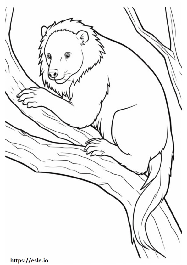 Porcospino carino 0