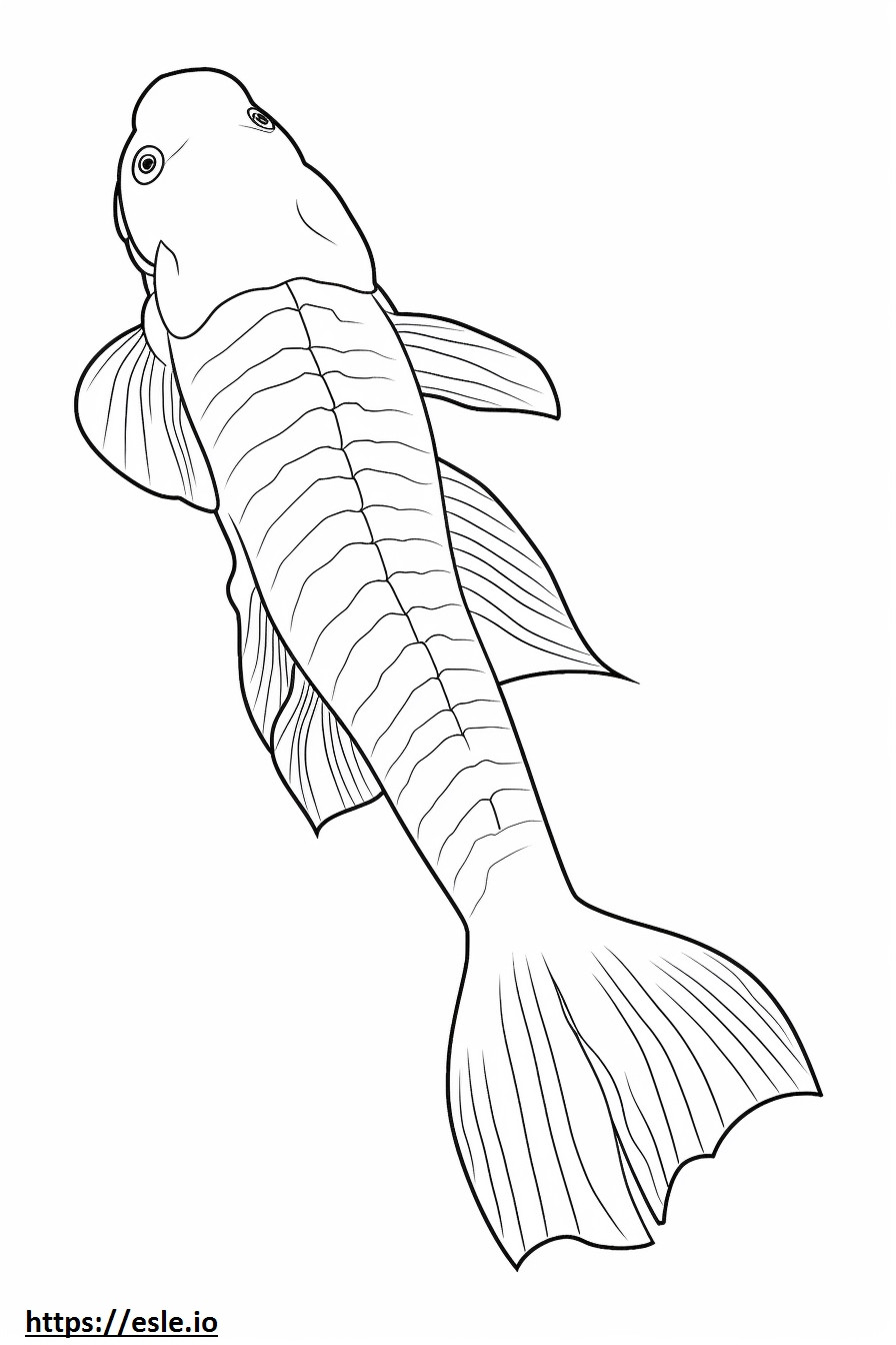 Redtail Catfish koko vartalo värityskuva