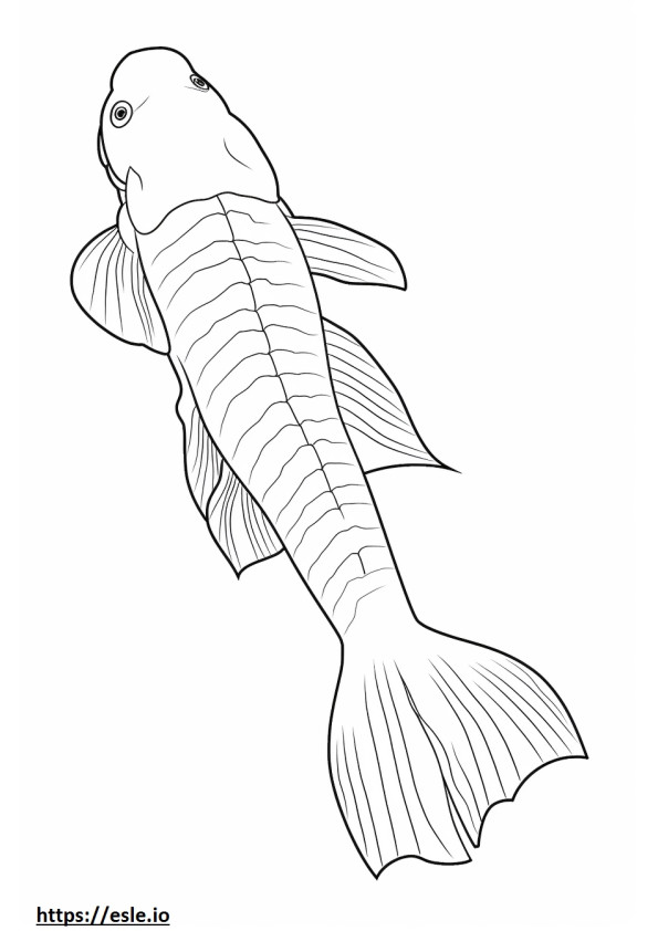 Redtail Catfish koko vartalo värityskuva
