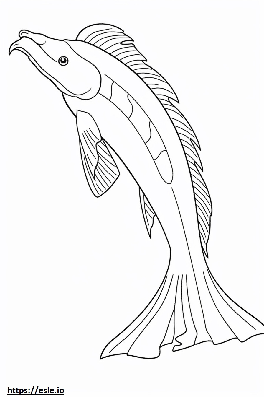 Corpo intero del pesce gatto Redtail da colorare