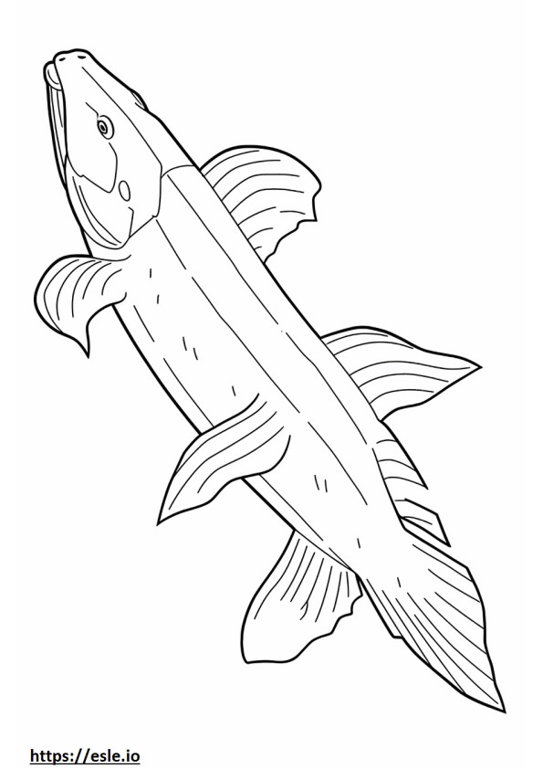 Corpo intero del pesce gatto Redtail da colorare