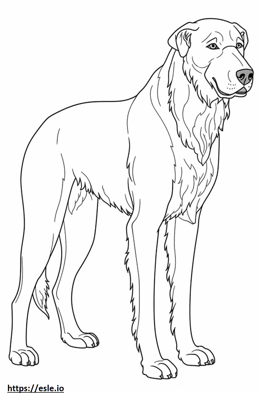 Irish Wolfhound Full Body Coloring Page
