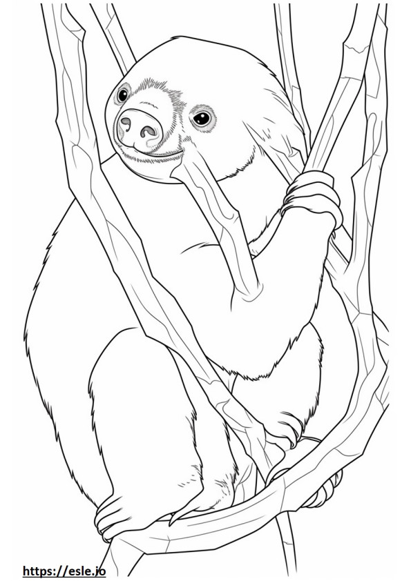 Unau (Linnaeus’s Two-Toed Sloth) cute coloring page