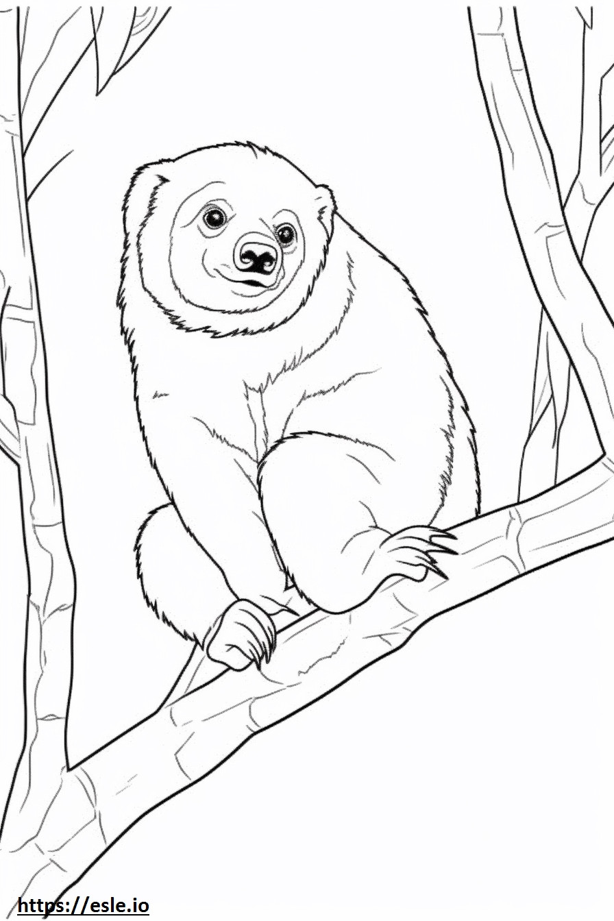 Unau (il bradipo con due dita di Linneo) carino da colorare