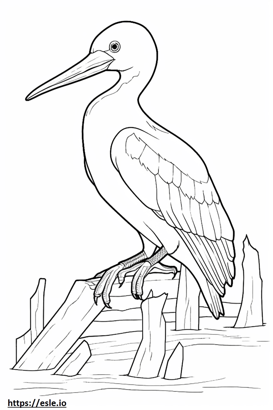 Ivory-billed woodpecker cute coloring page