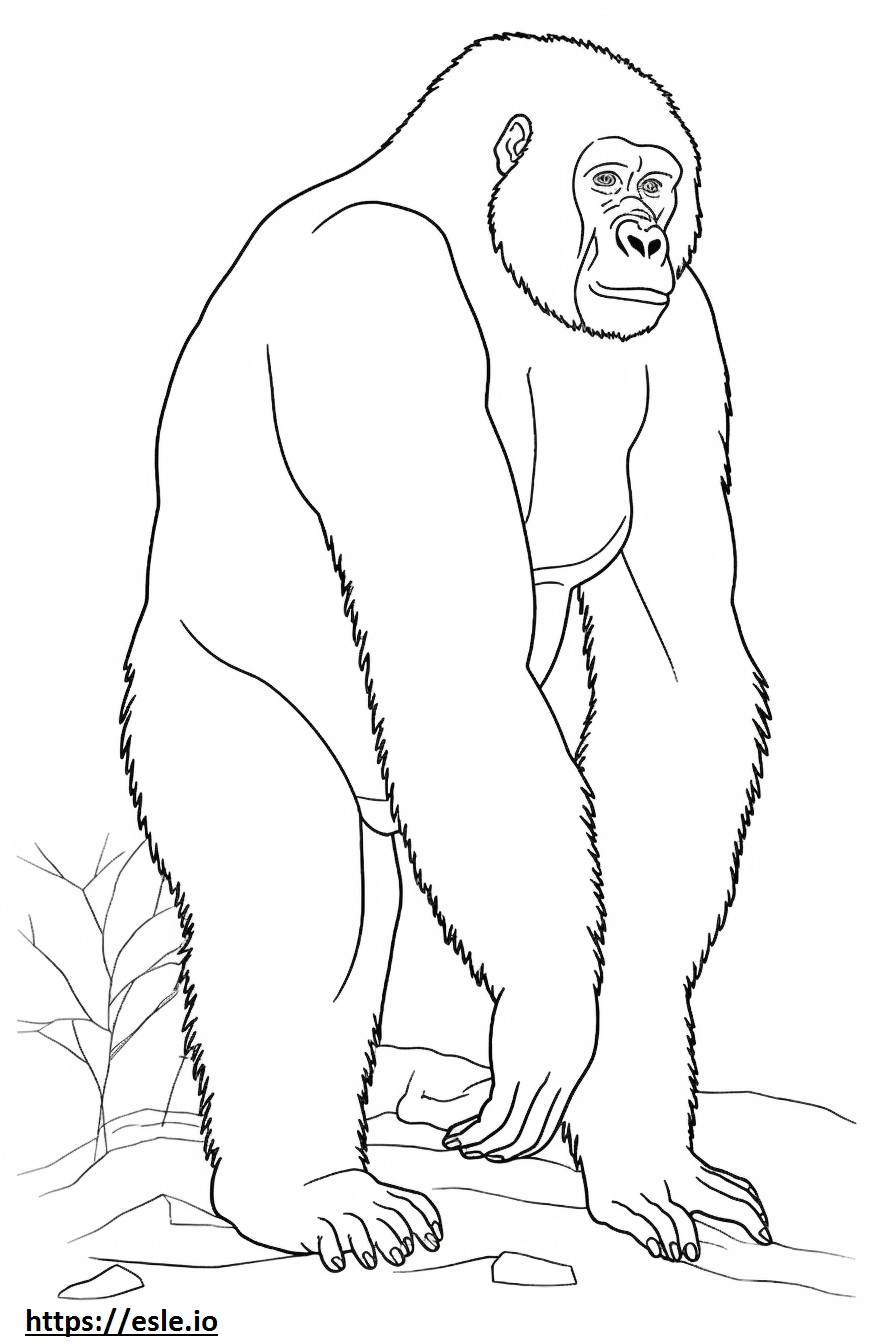Gorila de munte pe tot corpul de colorat