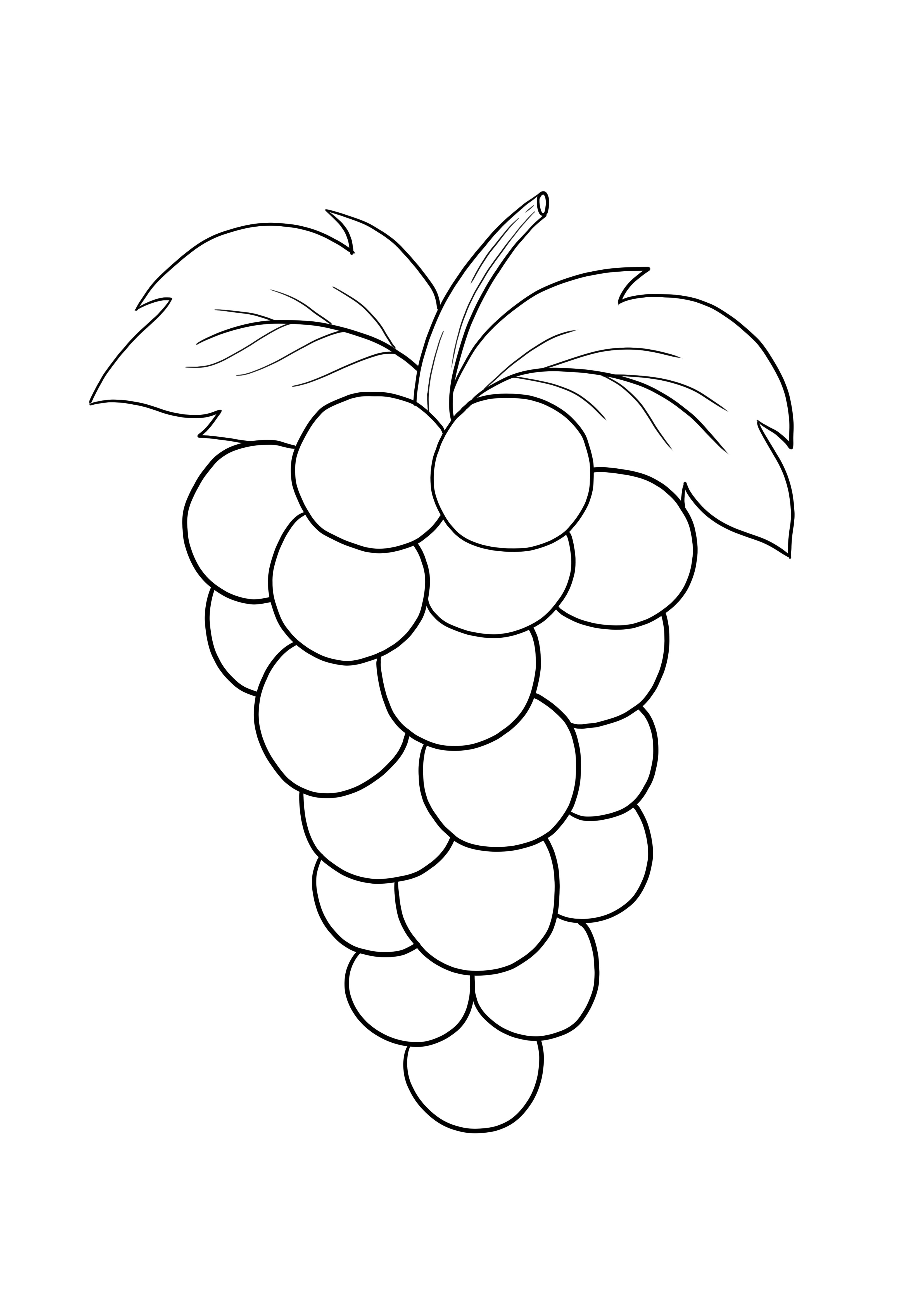 Coloração simples de frutas de uvas grátis para imprimir folha