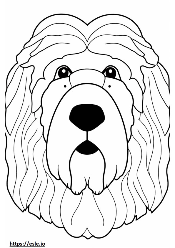 Saint Berdoodle face 2