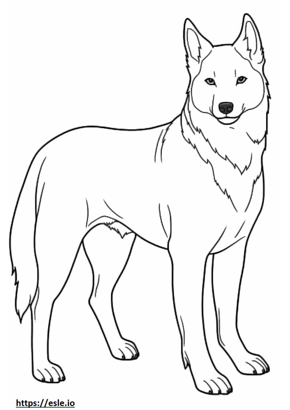 Norwegian Lundehund full body coloring page