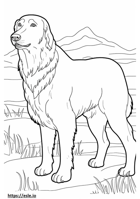 Flat-Coated Retriever cute 0