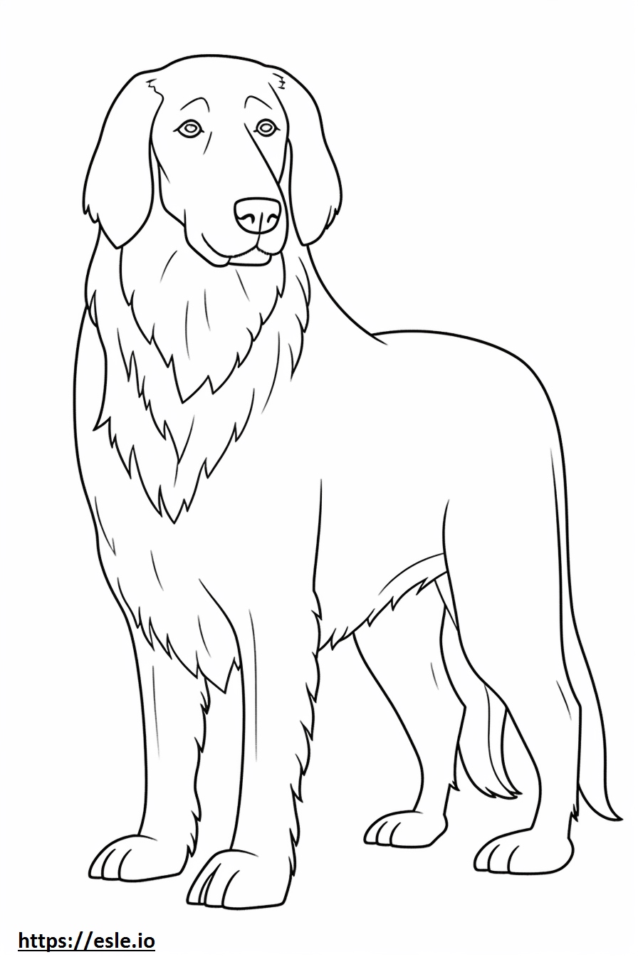 Flat-Coated Retriever cute coloring page