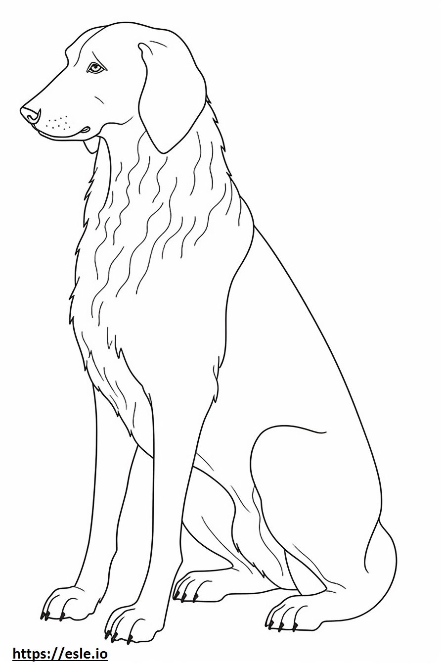 Flat-Coated Retriever cute coloring page