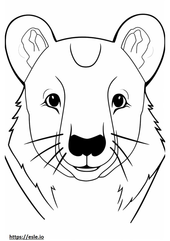 Cara de Quoll 0