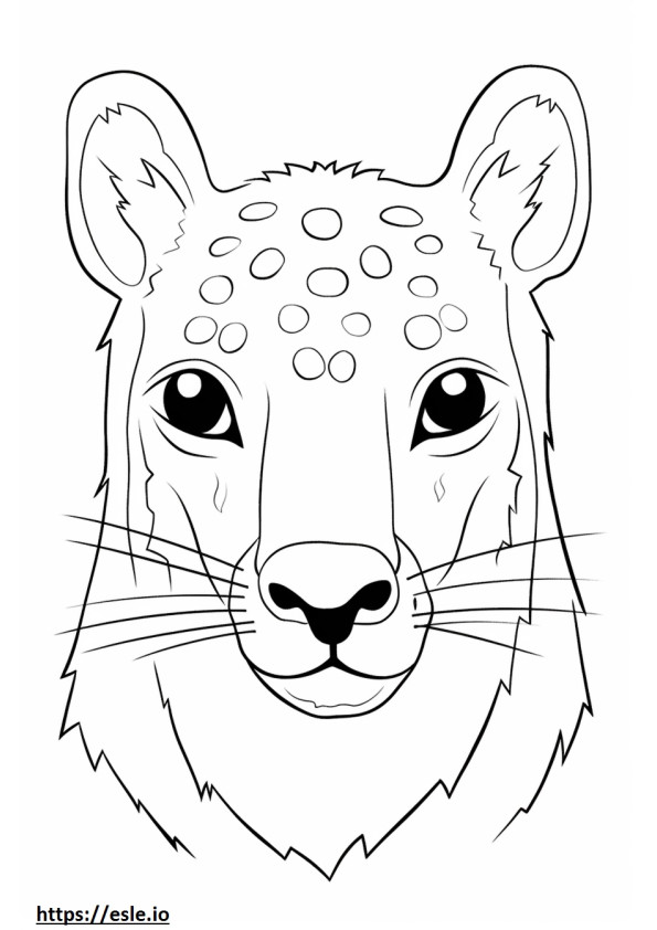 Cara de Quoll 3