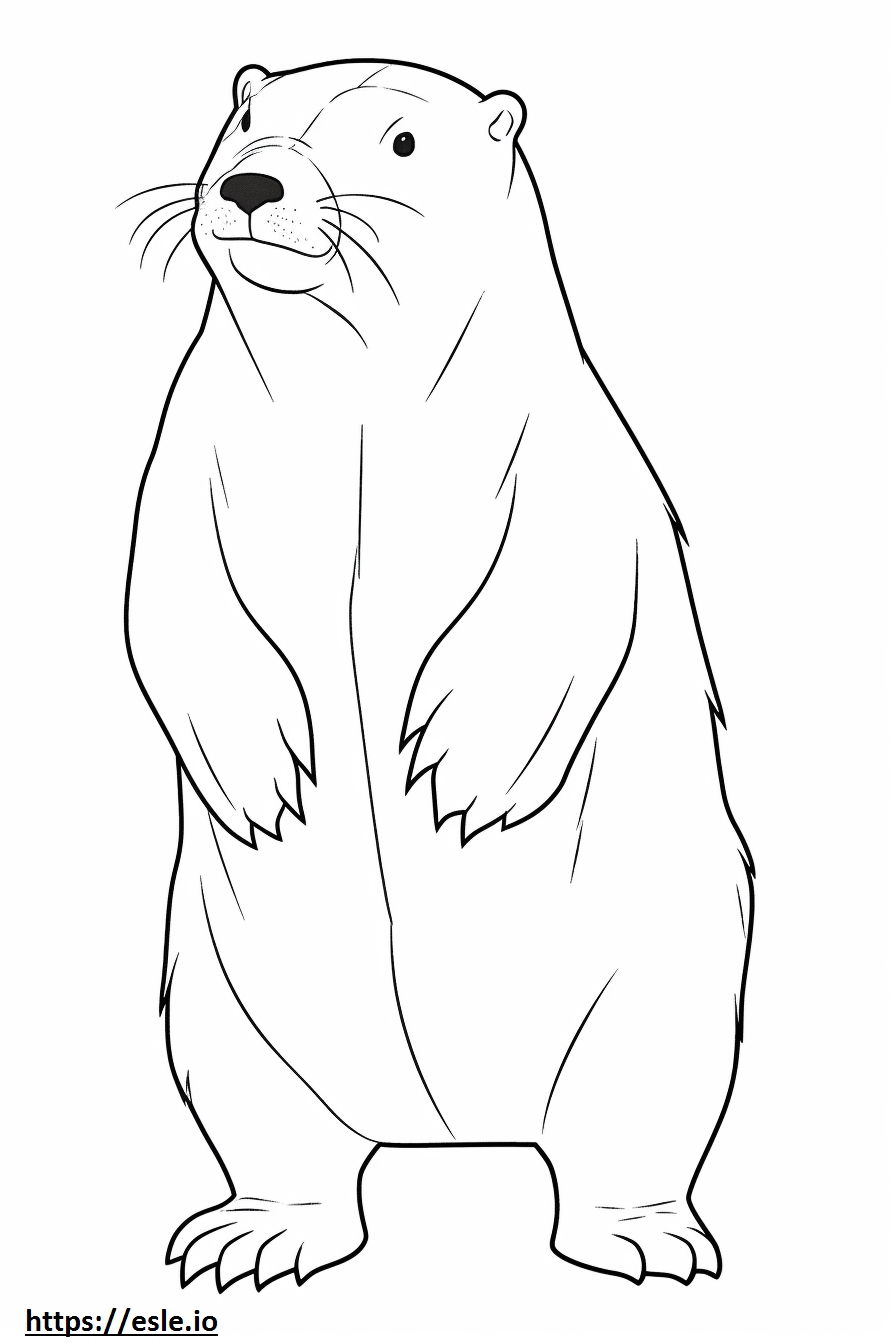 Eurasian Beaver Full Body Coloring Page