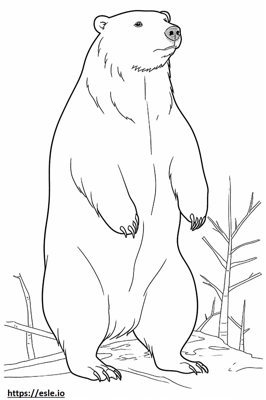 Coloriage Castor eurasien corps entier à imprimer gratuit