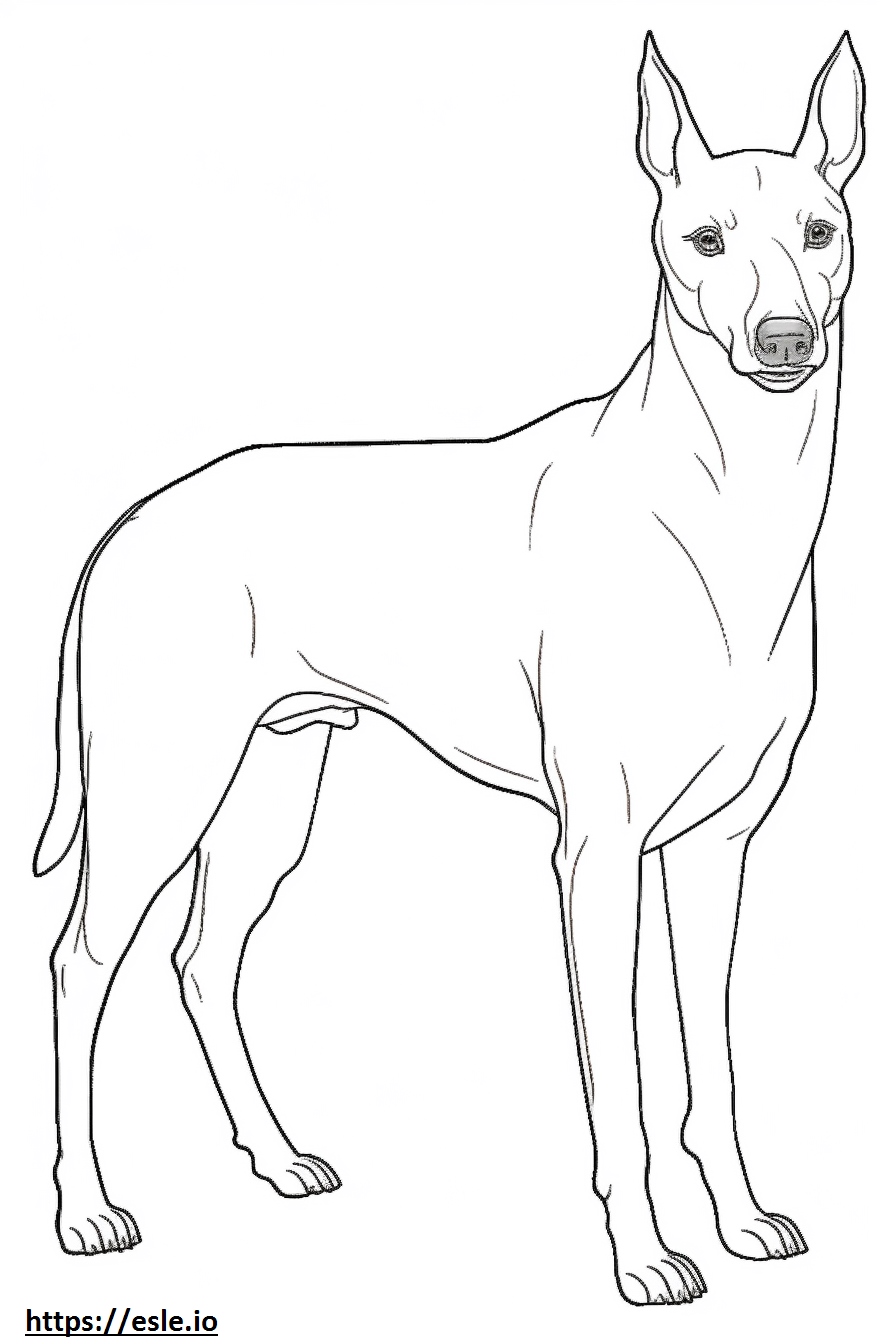 Manchester Terrier Ganzkörper ausmalbild