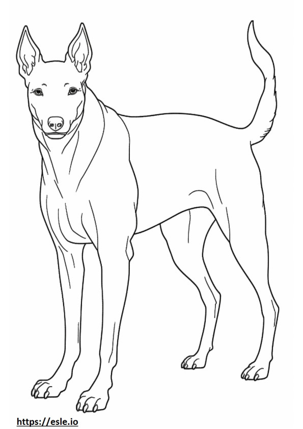 Manchester Terrier a corpo intero 2