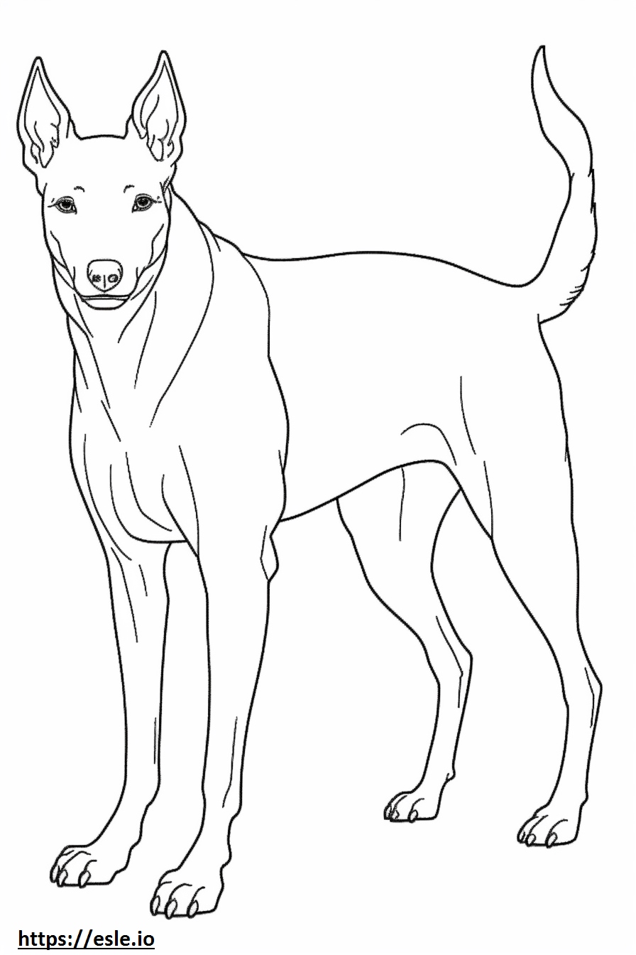 Manchester Terrier Full Body Coloring Page