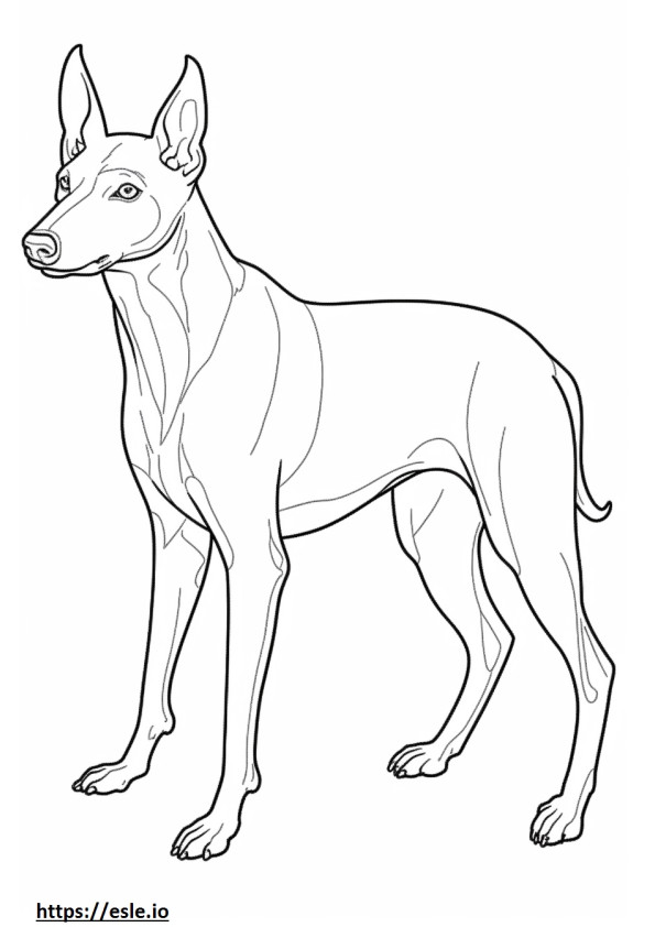 Manchester Terrier a corpo intero 3