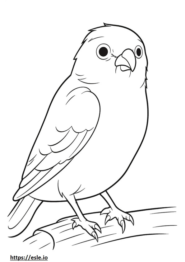 Belgian Canary cute coloring page