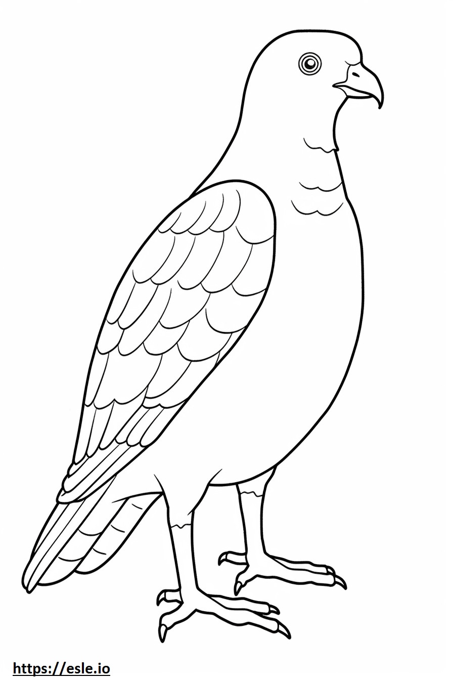 Il corpo intero del Falco di Cooper da colorare