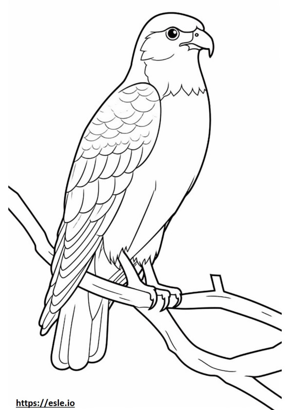 Cooper’s Hawk koko vartalo värityskuva