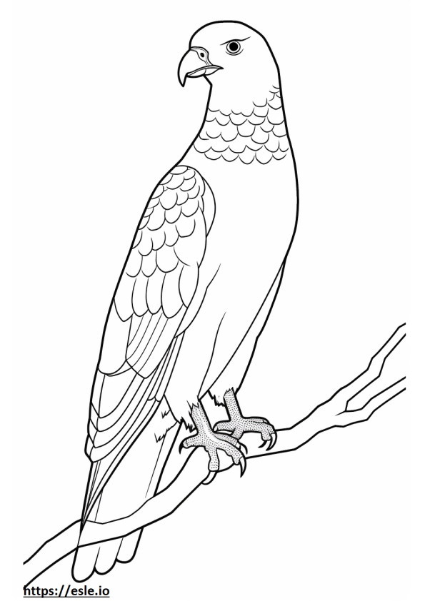 Il corpo intero del Falco di Cooper 2