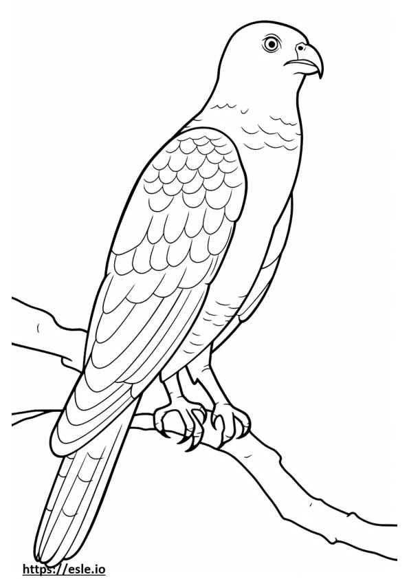 Il corpo intero del Falco di Cooper 3