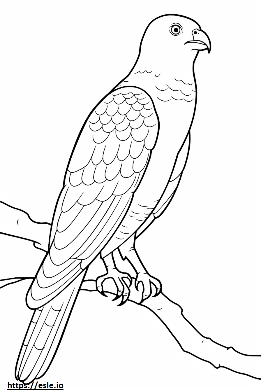 Seluruh tubuh Cooper's Hawk 3 - Gambar Mewarnai Gratis Untuk Dicetak