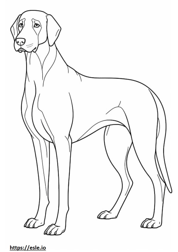 Labmaraner full body coloring page