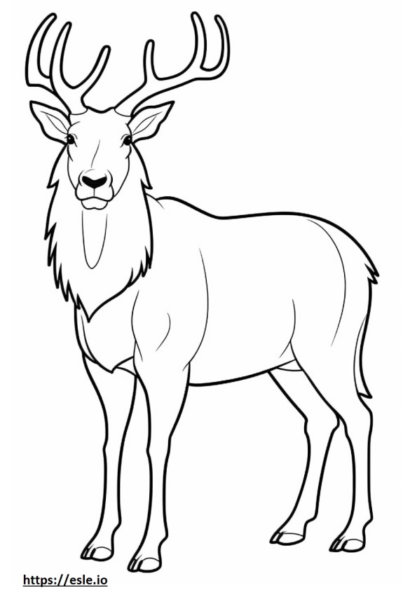 Markhor full body coloring page