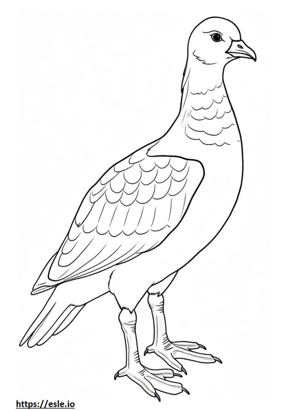 Egyptian Goose cute coloring page