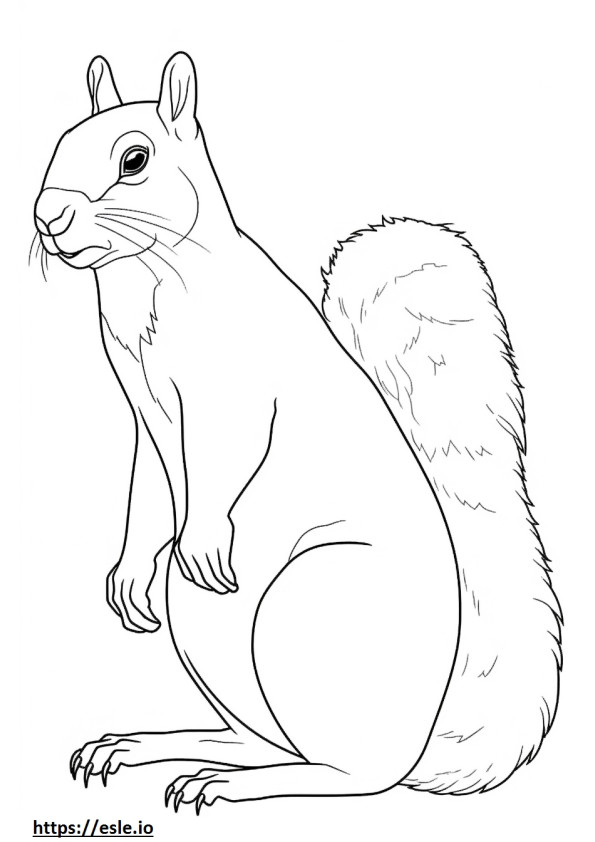 Kettu orava söpö 0