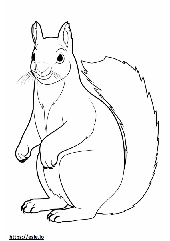 Kettu orava söpö 1