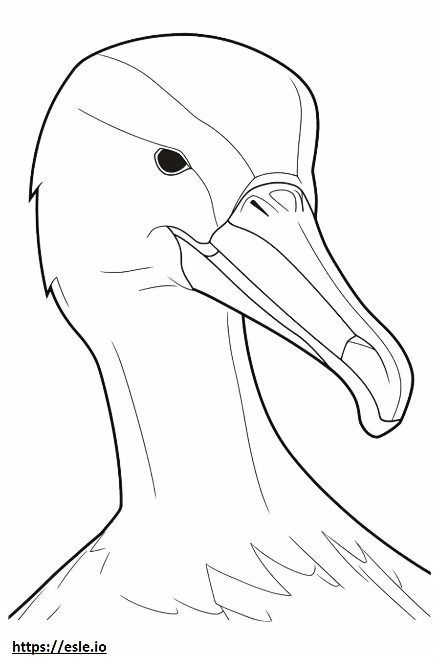 Cara de albatros errante para colorear e imprimir